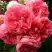 Роза РОЗАРИУМ ЮТЕРСОН плетистая в Речице