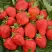 Клубника САН АНДРЕАС ремонтантная в Речице