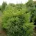 Можжевельник КУРИВАО ГОЛД китайский в Речице