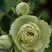 Роза ГРИН ДАЙМОНД миниатюрная в Речице