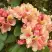 Рододендрон ФЛАУТАНДО в Речице