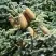 Пихта благородная в Речице