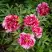 Пион РЕД ВИЗ ПИНК древовидный в Речице