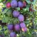 Слива БЛЮ СВИТ колонновидная в Речице