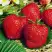Клубника ВИМА ЗАНТА в Речице