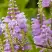 Физостегия РОЗЕЯ виргинская в Речице