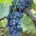 Виноград ВЕНУС в Речице