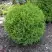 Туя ХОЗЕРИ западная в Речице