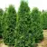 Туя ПИРАМИДАЛИС КОМПАКТА западная в Речице