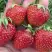 Клубника ВИМА ЗАНТА в Речице