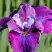 Ирис СИ Я ЛЕЙТЕР сибирский в Речице