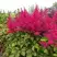 Астильба САННИ ДЕЙ гибридная в Речице