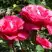 Роза ВИЕН РОУЗ чайно-гибридная в Речице