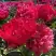 Пион БЕЛГРАВИЯ травянистый в Речице