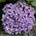 Гортензия АИША крупнолистная  в Речице