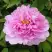 Пион ПРОЗРАЧНАЯ РОСА древовидный в Речице