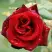 Роза ТАБУ чайно-гибридная в Речице