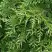 Туя СМАРАГД ВАРИЕГАТА западная в Речице