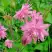 Аквилегия БАРЛОУ ПИНК гибрид МакКаны в Речице