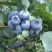 Голубика БЛЮЭТТА в Речице