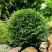 Туя ДАНИКА западная в Речице
