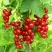 Смородина красная ФЕРТОДИ в Речице