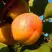 Абрикос СПАДЧЫНА в Речице