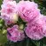 Пион ДИННЕР ПЛЕЙТ травянистый в Речице