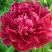 Пион КИТАЙСКИЙ ШЕЛК травянистый в Речице