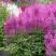 Астильба АМЕТИСТ Арендса в Речице