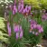 Лиатрис РОЗЕА колосковая в Речице