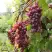 Виноград КИШМИШ ЗАПОРОЖСКИЙ в Речице