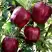 Яблоня РЕД ЧИФ в Речице