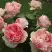 Роза ФИЛИНГ чайно-гибридная в Речице