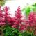 Астильба ЮНИК КАРМИН гибридная в Речице