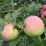 Яблоня УТРО в Речице