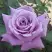 Роза МАЙЗЕР чайно-гибридная в Речице