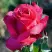 Роза ВИЕН РОУЗ чайно-гибридная в Речице