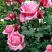 Роза ЭЙФЕЛЕВА БАШНЯ чайно-гибридная в Речице