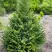 Ель КОМПАКТА обыкновенная в Речице