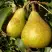 Груша ГЕНЕРАЛ ЛЕКЛЕРК в Речице