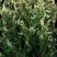 Туя ГОЛД ПЕРЛ западная в Речице