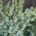 Можжевельник БЛЮ АЛЬПС китайский  в Речице