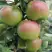 Яблоня МОСКОВСКОЕ ЗИМНЕЕ в Речице