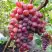 Виноград КРАСОТКА в Речице