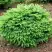 Ель НИДИФОРМИС обыкновенная в Речице