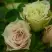 Роза ГРИН ДАЙМОНД миниатюрная в Речице