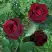 Роза ПАПА МЕЙЯН чайно-гибридная в Речице