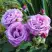 Роза ШАРЛЬ ДЕ ГОЛЛЬ чайно-гибридная в Речице