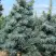 Пихта КОНКОЛОР в Речице